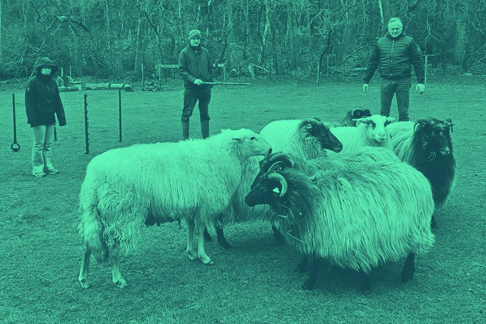 Wat schapen drijven ons leert over e-learning